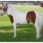 Leyden Acres Lucky Snickers,  Gelding 30.50"
DOB: 6/15/2012
Sire: Freedom Hill Farms Buck N Lucky  31.25"
Dam Bear Branch Painted Pow Wow  29.25"
SOLD