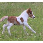 Leyden Acres JJ Dilly Dally, Stallion
DOB: 5/18/2021
Will be registered AMHA and AMHR
Sire: Leyden Acres Jacks JJ  32.50"
Dam: Leyden Acres Jacks Hot Fudge Sundae 32.50"
SOLD