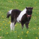 Leyden Acres Domino's Winnie
DOB: 04/07/2022
Registered with AMHA & AMHR
Sire: Azariah's Dandy Domino 30.50"
Dam: Leyden Acres Lucky Tinker Bell 30.75"
SOLD