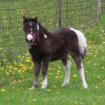 Leyden Acres Jacks Bunny
DOB: 04/16/2022
Registered with AMHA & AMHR
Sire: Leyden Acres Lucky Cactus Jack 31.25"
Dam: Leyden Acres Cherokee Doit Mia Self 32.50"
$1800 plus cost of Coggins test, health papers, association transfer fees