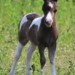 Leyden Acres Legend's Olive
DOB:  05/21/2023
Registered with AMHA & AMHR
Sire:  Leyden Acres Cherokee Legend, AMHA 29.75”
Leyden Acres Legend Cherokee, AMHR
Dam:  Leyden Acres Jack's Hot Fudge Sundae 32.50”
SOLD