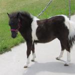 Leyden Acres Domino Moana
DOB: 04/08/2025
Registered with AMHA & AMHR
Sire: Azariahs Dandy Domino 30.5"
Dam: Leyden Acres Luck Tinker Bell 30.75"
$2000 plus cost of Coggins test, health papers, Association transfer fees