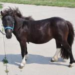 Leyden Acres Domino Lollipop
DOB: 04/25/2025
Registered with AMHA & AMHR
Sire: Azariahs Dandy Domino 30.5"
Dam: Leyden Acres Jack's Hershey Kiss 32.00"
$2500 plus cost of Coggins test, health papers, Association transfer fees