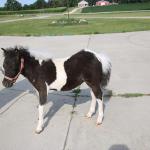 Leyden Acres Domino Oreo
DOB: 05/06/2026
Registered with AMHA & AMHR
Sire: Azariahs Dandy Domino 30.50"
Dam: Leyden Acres Jacks Hot Fudge Sundae 32.50"
$2500 plus cost of Coggins test, health papers, Association transfer fees.